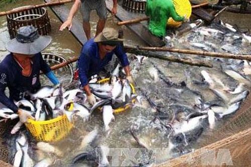 Ngành cá tra liên kết để vượt khó