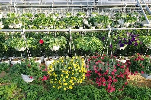 Xuân đến sớm trên làng hoa Dương Sơn (Đà Nẵng)