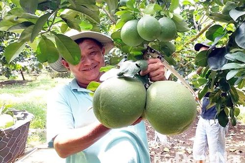 Đồng Nai khuyến khích nông nghiệp công nghệ cao
