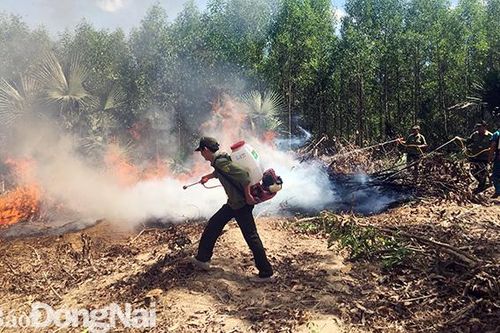 Đón Xuân trên những cánh rừng xa