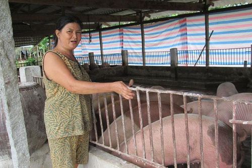 Giá heo hơi giảm