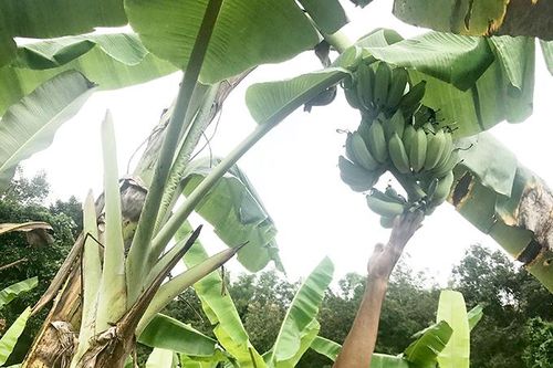 Mất mùa chuối Tết
