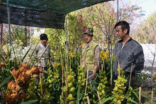 Địa lan xuống phố đón tết