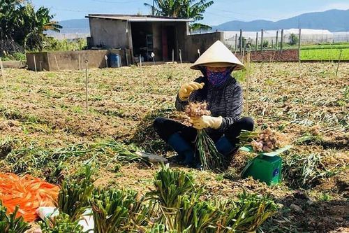 Hơn 500 tấn tỏi Đà Lạt cung ứng ra thị trường