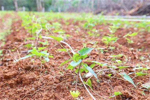 Trồng thử nghiệm 0,5 ha cây hà thủ ô đỏ ở Cam Nghĩa
