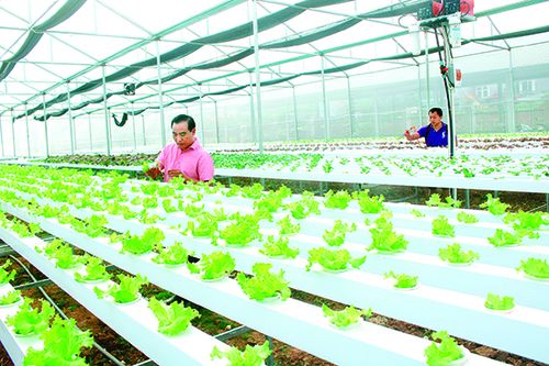 Khởi sắc nông nghiệp Yên Châu