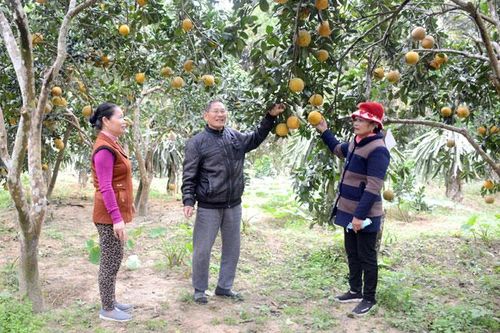Bình Yên nâng cao hiệu quả kinh tế vườn