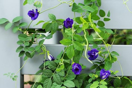 Tối ưu hóa điều kiện trích ly Anthocyanin từ hoa đậu biếc (Clitoria Ternatean l.)