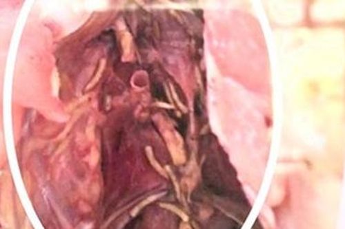 Làm rõ vụ thực phẩm nghi có dòi trong trường Tiểu học ở Huế
