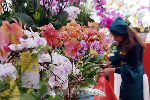Nhộn nhịp thị trường hoa, cây cảnh dịp cận Tết