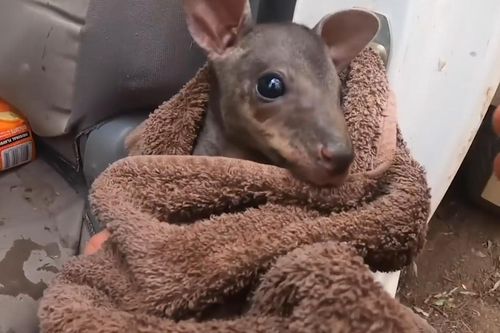 Người dân cứu kangaroo con từ ngọn lửa đang cháy ở Australia