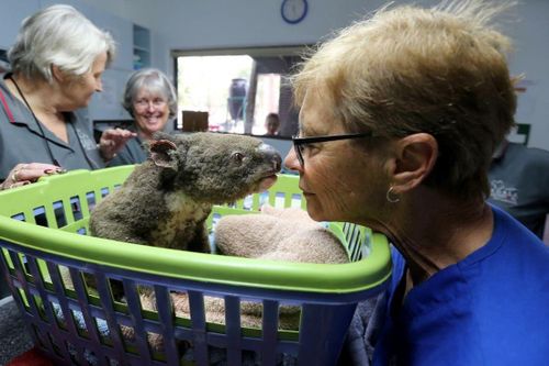 Người dân Australia nỗ lực giải cứu, chữa trị cho gấu Koala, kangaroo