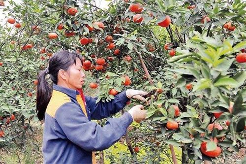Nông sản, thực phẩm dồi dào, đáp ứng đủ nhu cầu tiêu thụ trong dịp Tết