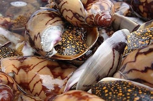 1 người tử vong, 7 người nguy kịch do ăn ốc lạ