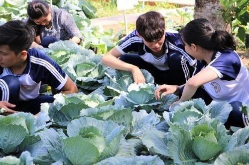 'Đóa hồng xanh' khổng lồ và khu vườn nhỏ của thầy trò vùng xa