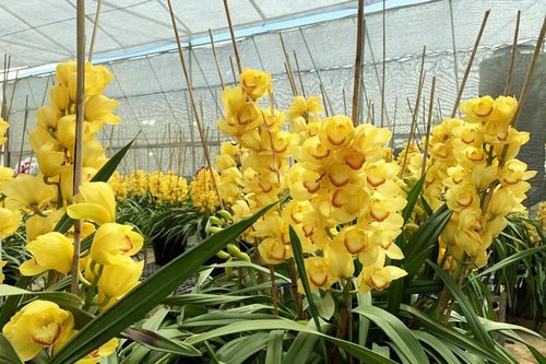 Nắng đẹp, hoa 'cười', người trồng địa lan Đà Lạt 'khóc'