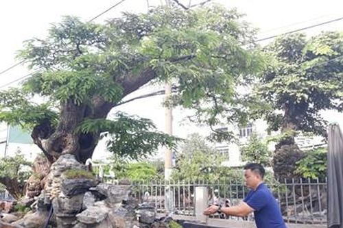 Độc đáo cây me 'bay' trăm năm tuổi có giá hàng tỷ đồng