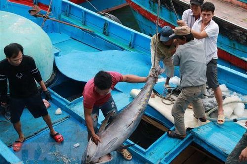 Ngư dân trúng đậm 'lộc biển' cuối năm, hứa hẹn đón Tết đủ đầy
