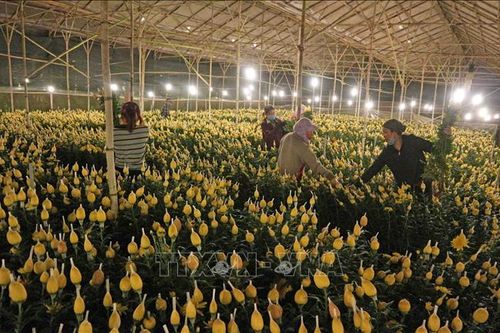 Giá hoa Đà Lạt tăng cao từ trước Tết Nguyên đán