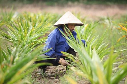 Có phải 95% dược liệu được bày bán trên thị trường đều là trôi nổi, không rõ nguồn gốc?