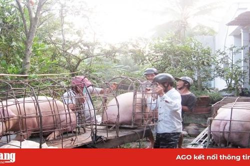 Chuẩn bị tái đàn hơn 30.000 con heo