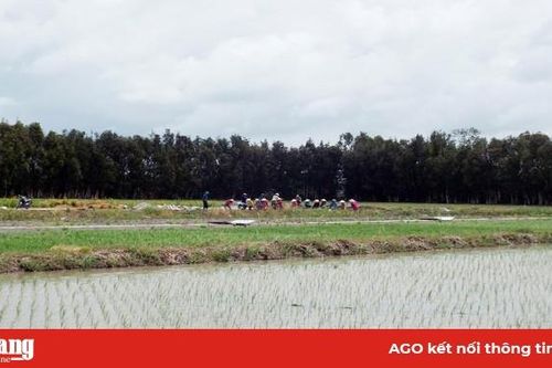 Xây dựng chuỗi giá trị lúa, gạo theo tiêu chuẩn SRP