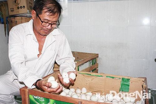 'Đặc sản' trứng vịt đồng Nhơn Trạch