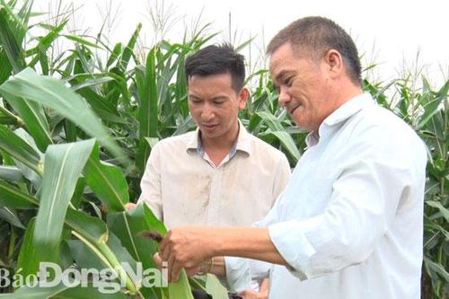 Tăng sức cạnh tranh cho bắp nội