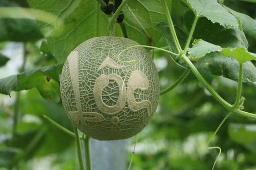 Dưa lưới khắc chữ tiếp tục 'cháy hàng'