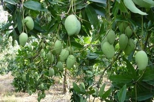 Cam Lâm: 20 ha xoài được chứng nhận VietGAP