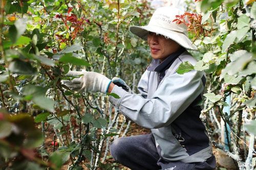 Hoa hồng Lạc Dương vào vụ tết