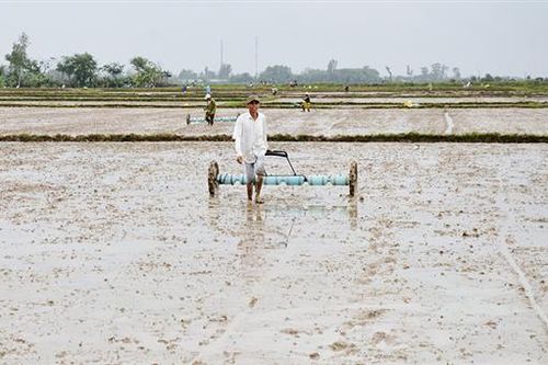 Đẩy nhanh tiến độ sản xuất lúa vụ đông xuân