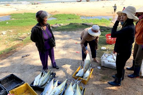Ngư dân bãi ngang xã Trung Giang được mùa cá bè xước