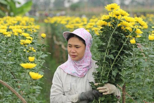 Tất bật vụ hoa Tết