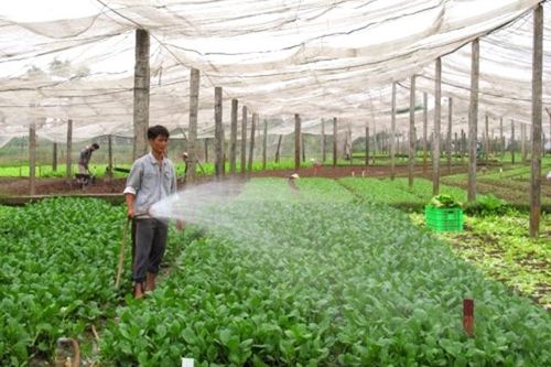 Hà Nội vẫn còn 'rau an toàn' có lượng thuốc bảo vệ thực vật vượt ngưỡng cho phép