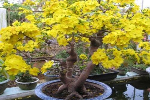 Sắc xuân ở thủ phủ mai vàng miền Trung