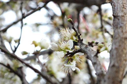 Hoa mơ rừng trắng muốt, hàng lạ hút khách chơi Tết