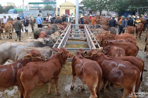 Chợ trâu, bò lớn nhất Việt Nam hối hả vào Tết