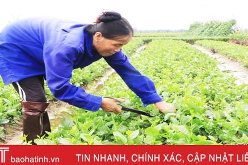 140 ha rau, củ Tượng Sơn 'nói không' với dư lượng thuốc bảo vệ thực vật