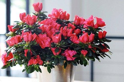 Cảnh giác với những loại hoa, cây cảnh chơi tết có chất cực độc