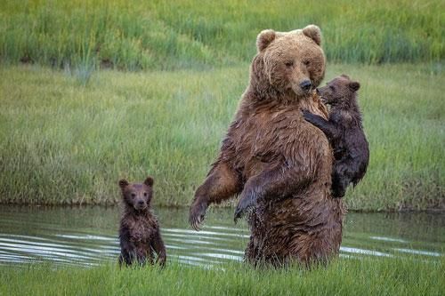 Gấu con đòi trèo lên lưng mẹ vì sợ nước
