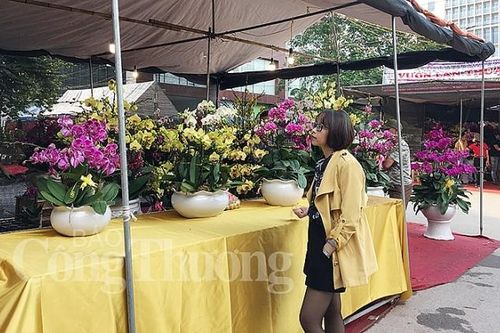'Trăm hoa khoe sắc' chợ hoa xuân Vạn Phúc