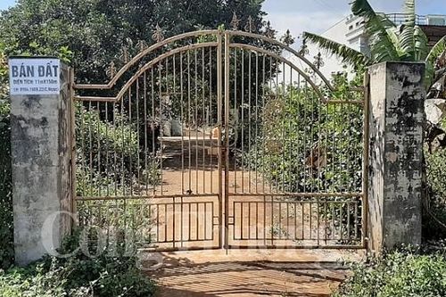 Kỳ II: Chính sách phát triển hồ tiêu quên vị thế nông hộ?