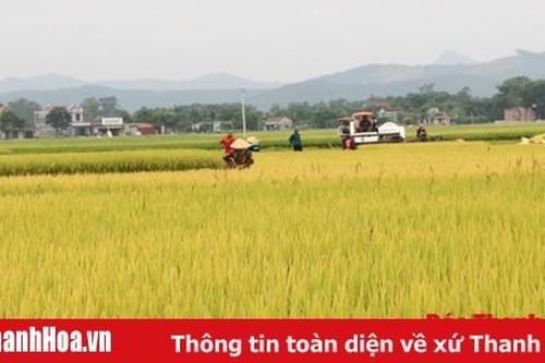 Thiệu Hóa xây dựng và phát triển vùng nguyên liệu lúa hữu cơ