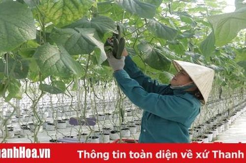 Hiệu quả mô hình sản xuất dưa chuột giống Nhật Bản