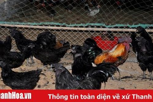 Trại gà H'Mông 'cháy' hàng dịp Tết