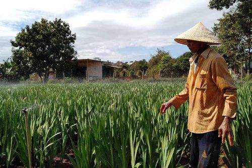 Pleiku: Người trồng hoa 'chạy đua' với thời tiết