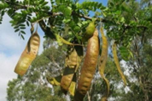 Thuốc hay từ bồ kết