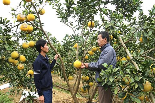 Thực hiện Nghị quyết Đại hội Đảng bộ cấp xã: Một số chỉ tiêu khó 'về đích'