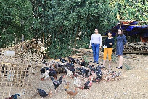 Mô hình liên kết nuôi gà thịt của phụ nữ Huy Thượng